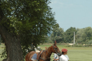 Polo Life in Hungarian Polo Club