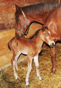 2013 03 31 facundo001 207x300