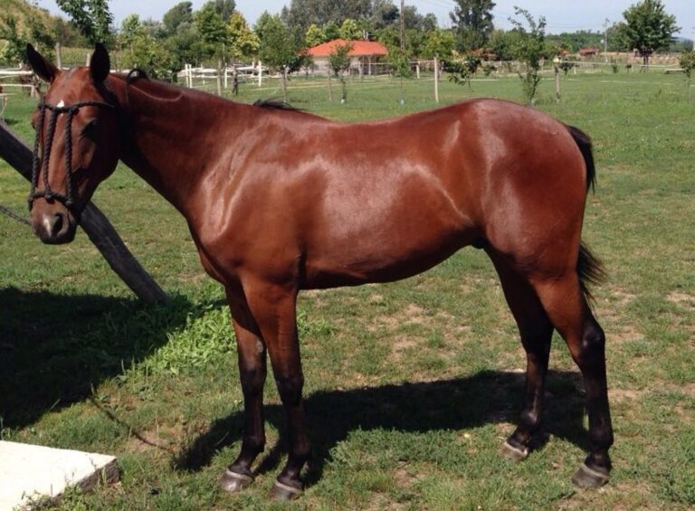 2015 08 30 facundo003v 768x565